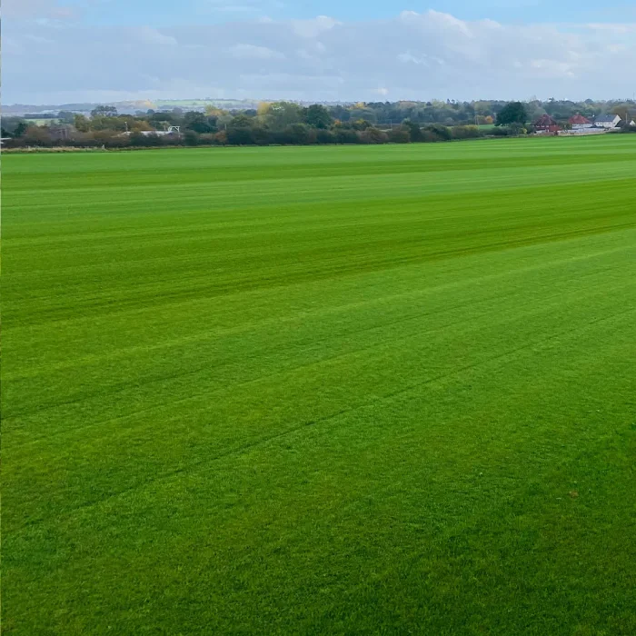turf-turfworld-turf-roll-buy-turf-field